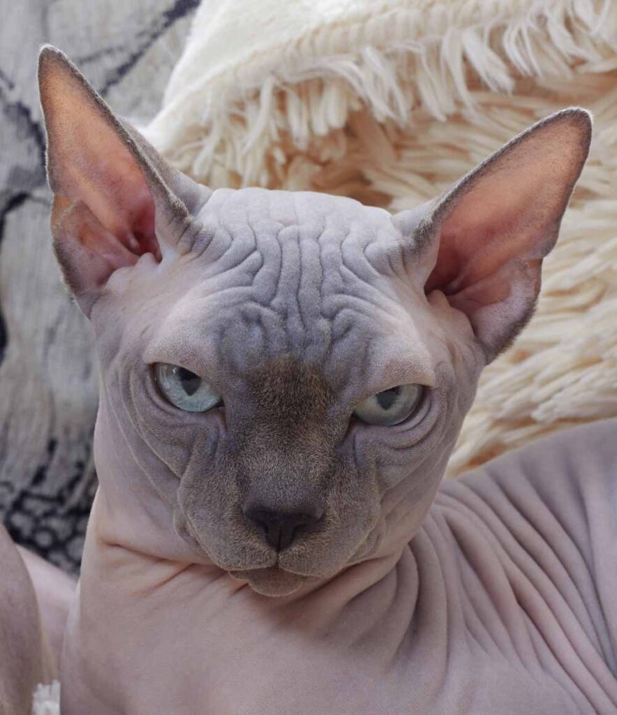 Sphynx Cat Profile Facts Traits Grooming Care Health Mammal Age