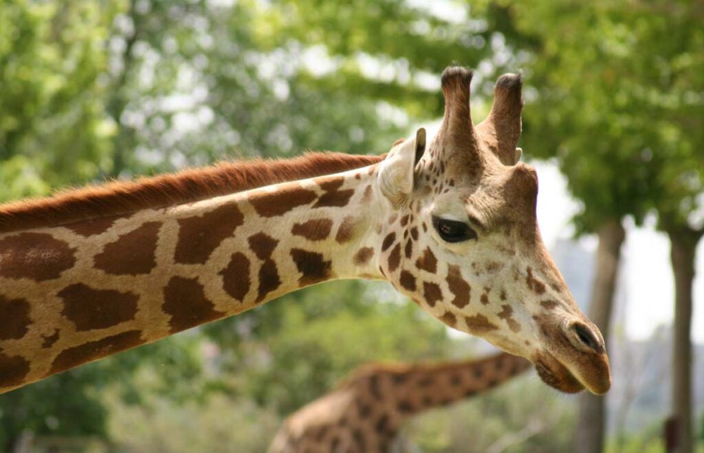 Masai Giraffe Profile: Facts, Description, Diet, Traits, Habitat ...