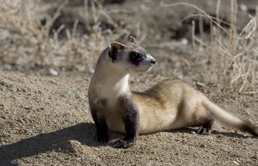 Black Footed Ferret Mustela Nigripes Profile Facts Habitat Mammal Age 5361