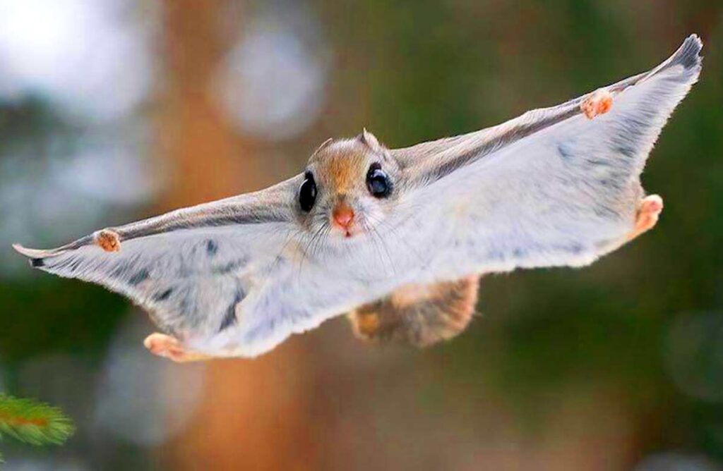 Flying Squirrel Profile: Facts, Traits, Odors, Life Cycle, Diet ...