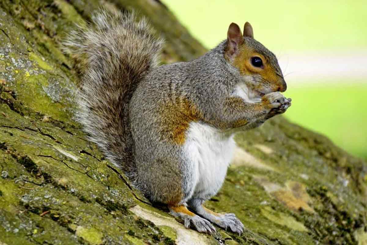 58 Gray Squirrel Profile Facts: Diet, Range, Fur, Traits, More