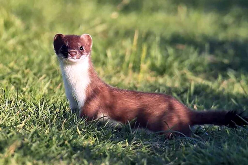 74 Least Weasel (Mustela Nivalis) Lesser Weasel Fun Facts - Mammal Age