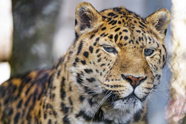 52 Amur Leopard Interesting, Cool Facts and Information - Mammal Age