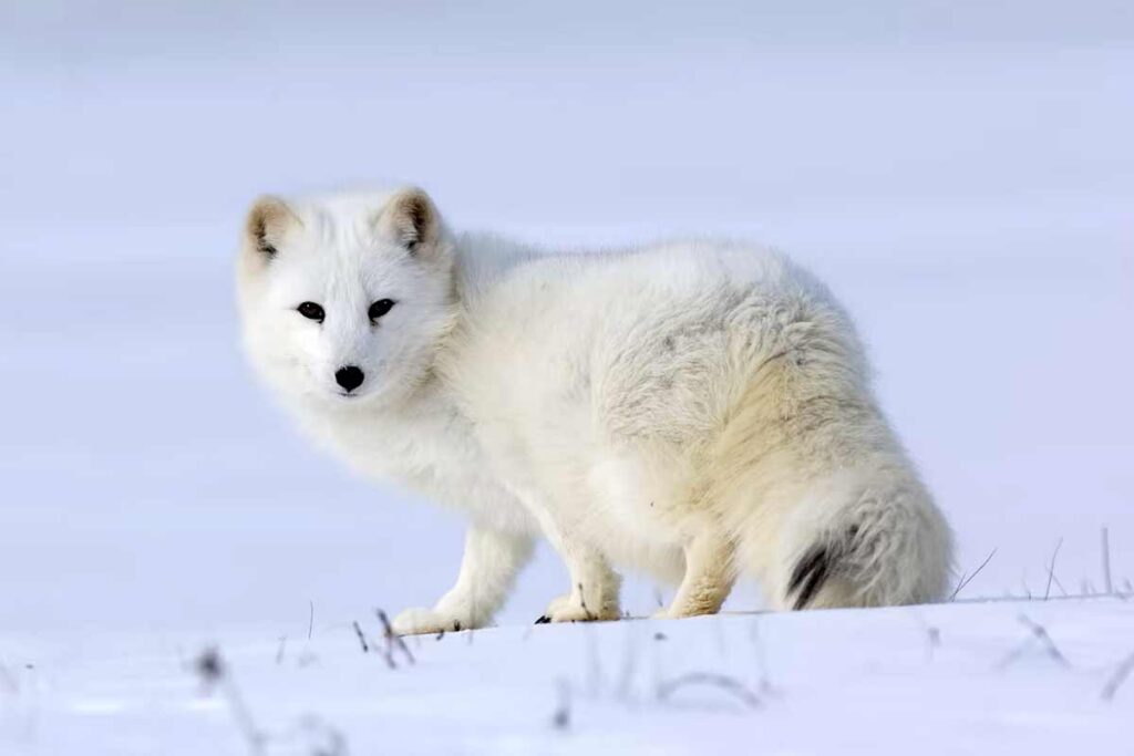 50 Arctic Fox Interesting Facts Profile Traits Skills Diet More Mammal Age 