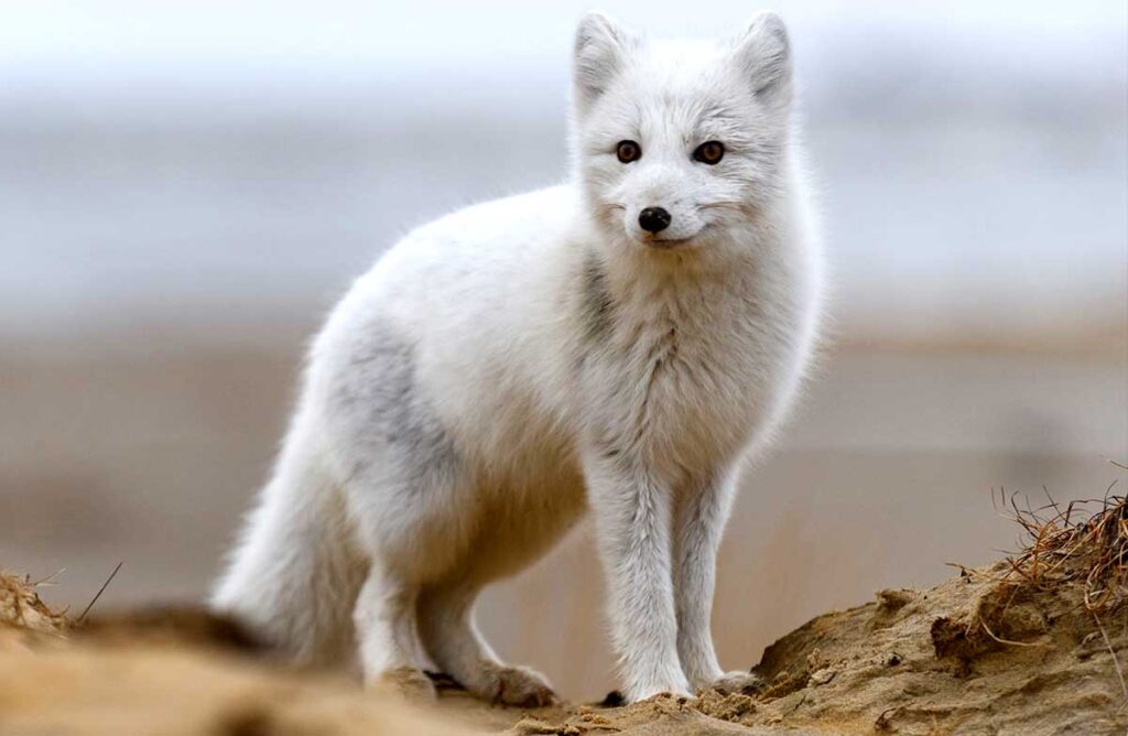 All About Arctic Foxes Profile Facts Adaptation More Mammal Age 