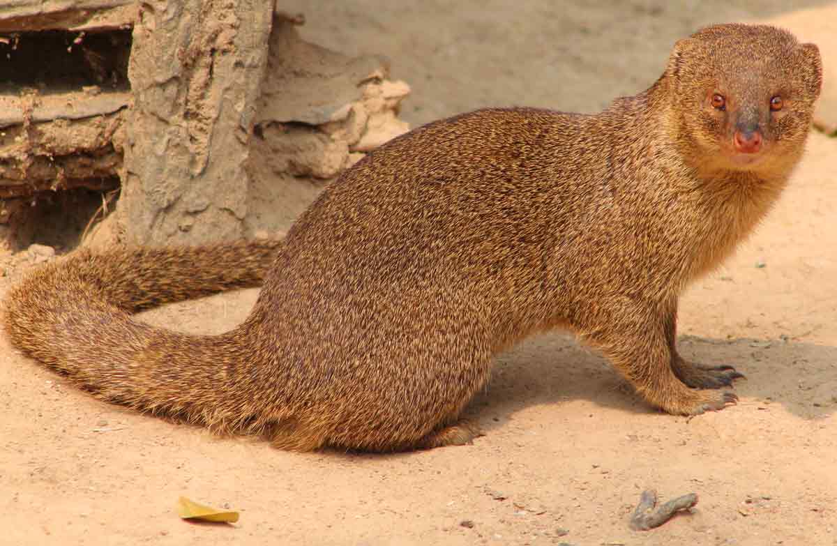 Indian Mongoose Facts: Profile, Animal, Habitat, Traits, Diet