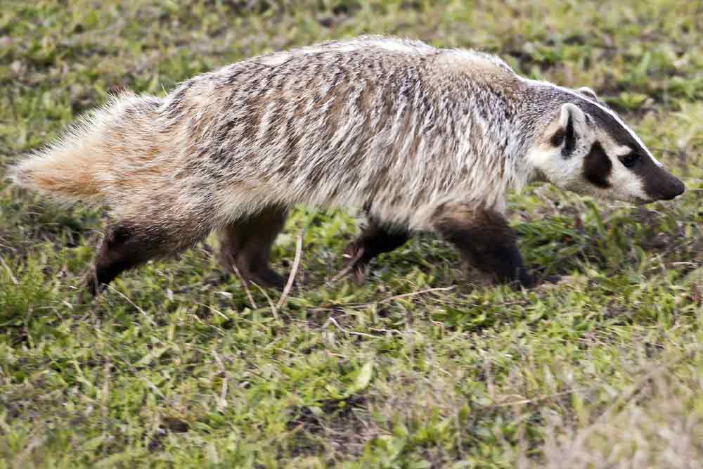 38 American Badger Profile Facts Traits Skull Habitat Angry 