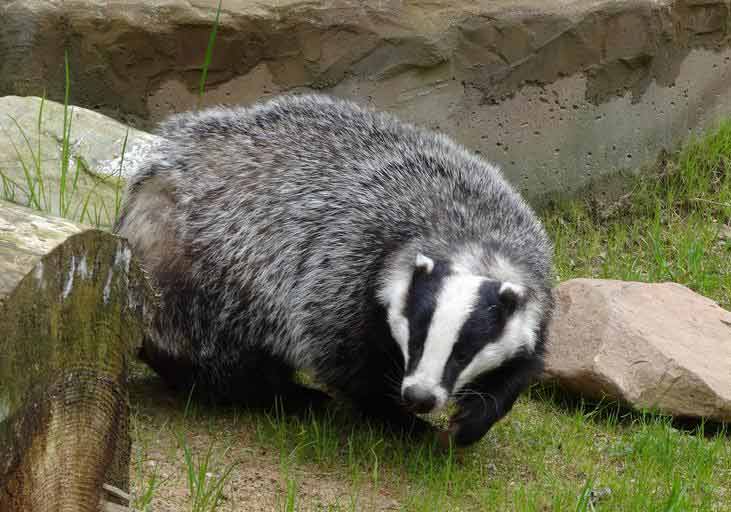 Asian Badger Facts: Profile, Traits, Behavior, Diet, Range