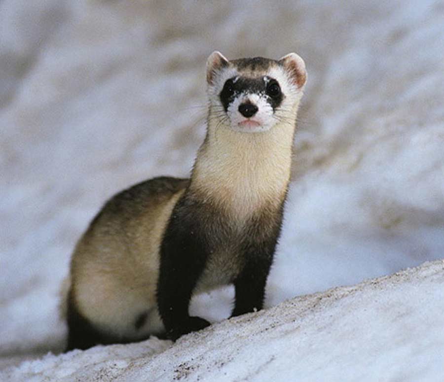 Bornean Ferret-Badger Facts: Profile, Traits, Description, Diet