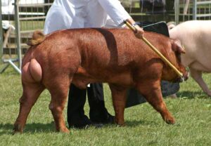 Duroc Pig Facts: Profile, Meat, Traits, Breeds, Size, Feeding - Mammal Age