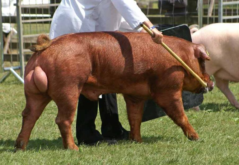 Duroc Pig Facts Profile, Meat, Traits, Breeds, Size, Feeding Mammal Age