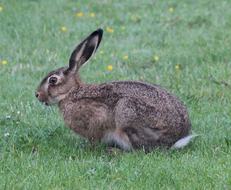 67 European Hare Profile Facts: Traits, Call, Face, Size, More - Mammal Age