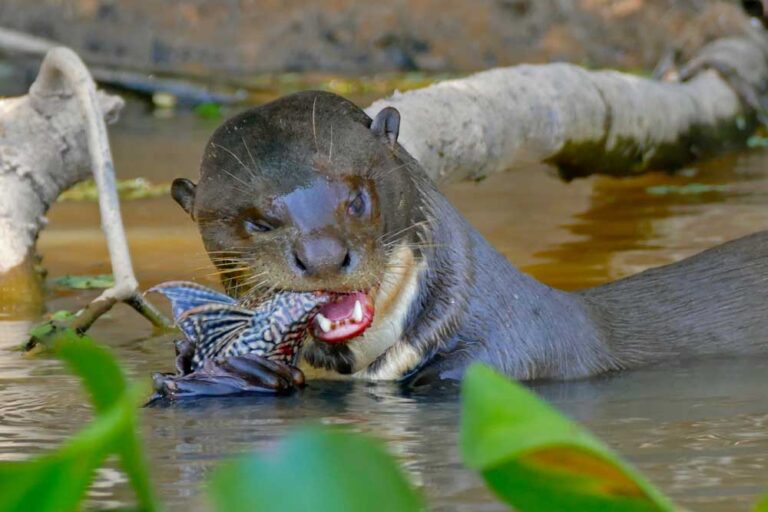 Giant Otter Profile: Facts, Traits, Size, Animal, Shrew, Range - Mammal Age