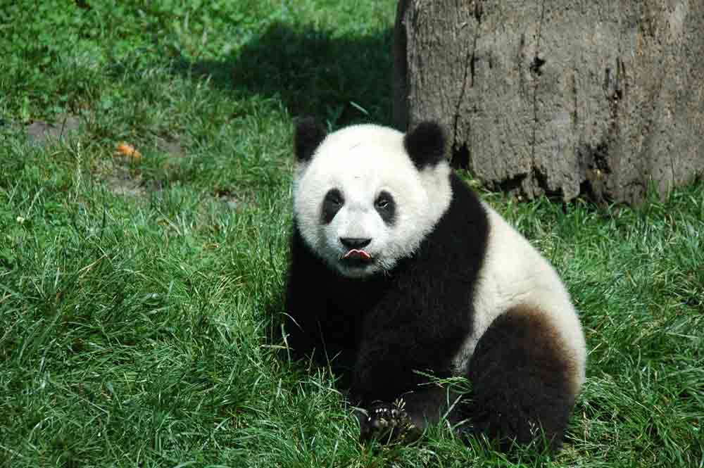 Giant Panda Facts: Profile, Traits, Cute, Diet, Zoo, Habitat