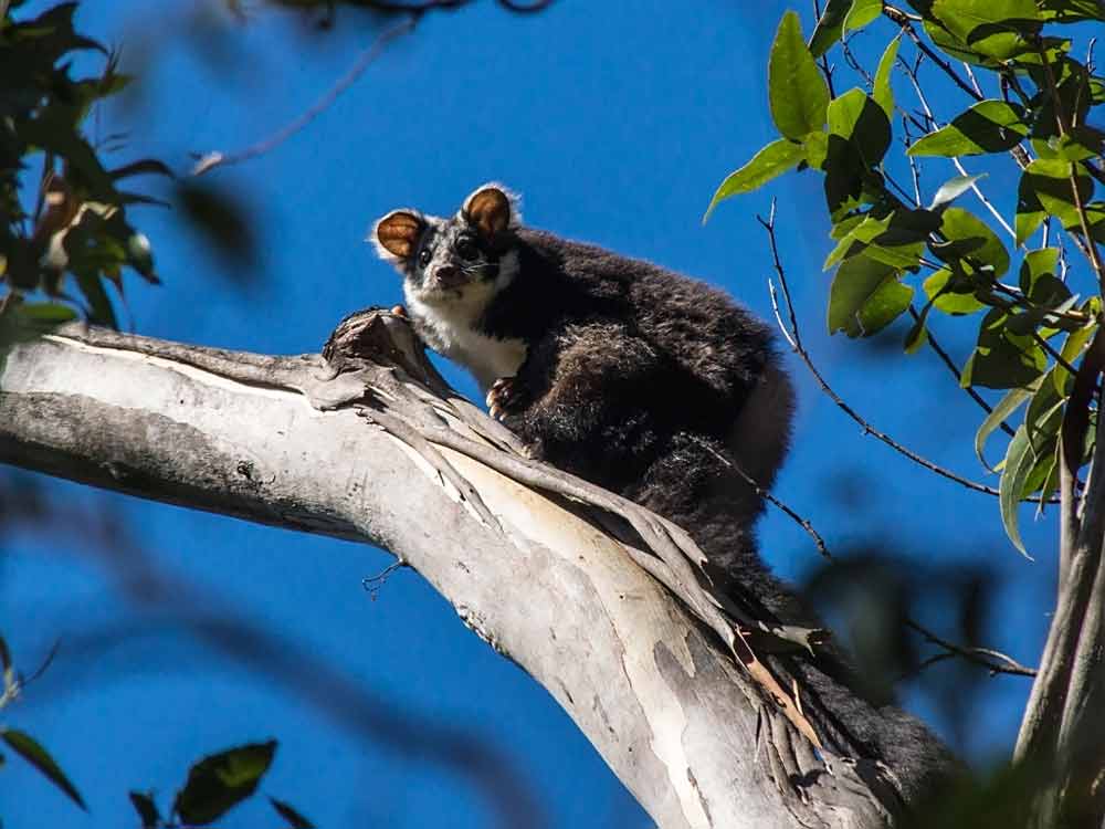 Greater Glider Possum: Profile, Traits, Facts, Size, Range
