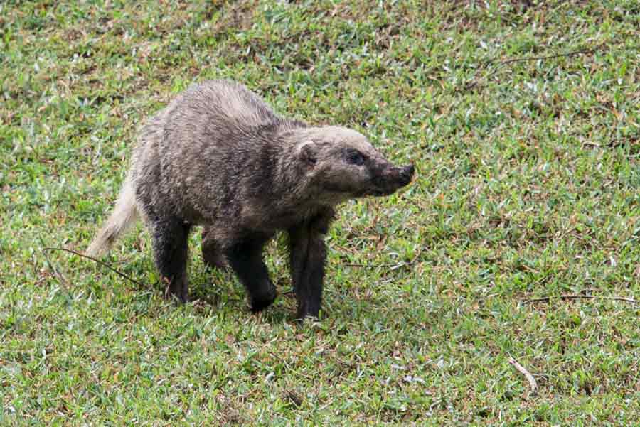 46 Hog Badger Profile Facts: Traits, Skull, Baby, Wolverine, More