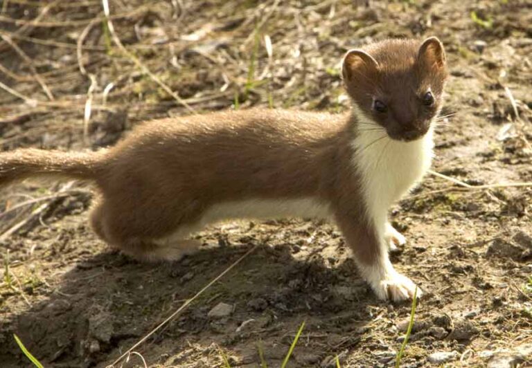 Indonesian Mountain Weasel Facts: Profile, Traits, Diet, Range - Mammal Age