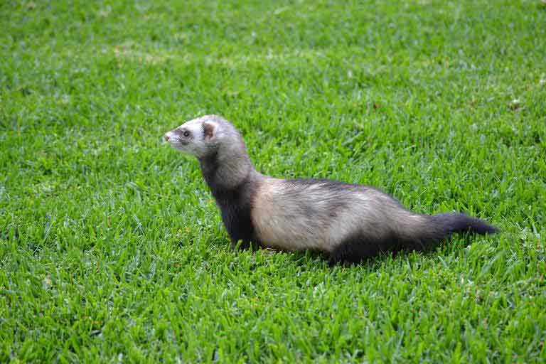 Malayan Weasel Facts: Profile, Traits, Range, Habitat, Size