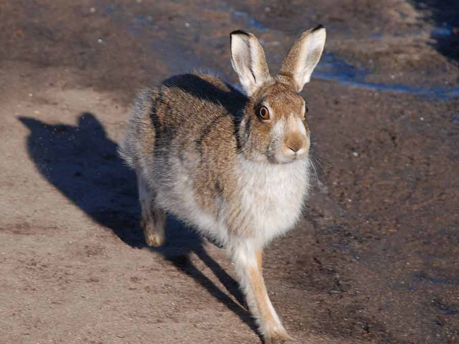 58 Mountain Hare Profile Facts: Traits, Run, Habitat, Footprints