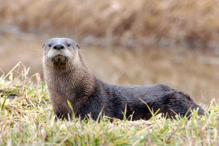 North American River Otter Facts: Profile, Traits, Range, Size - Mammal Age