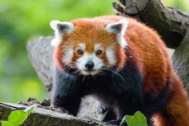 red-panda-facts-profile-behavior-traits-baby-cute-range-mammal-age