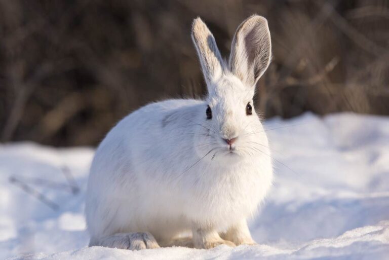 Snowshoe Hare Profile, Fur, Color, Traits, Facts, Feet, Habitat