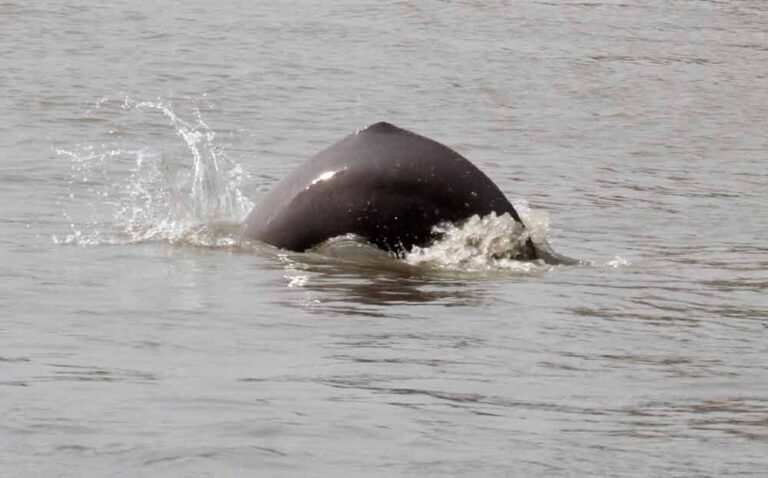 South Asian River Dolphin - Profile | Traits | Facts | Skull | Eyes