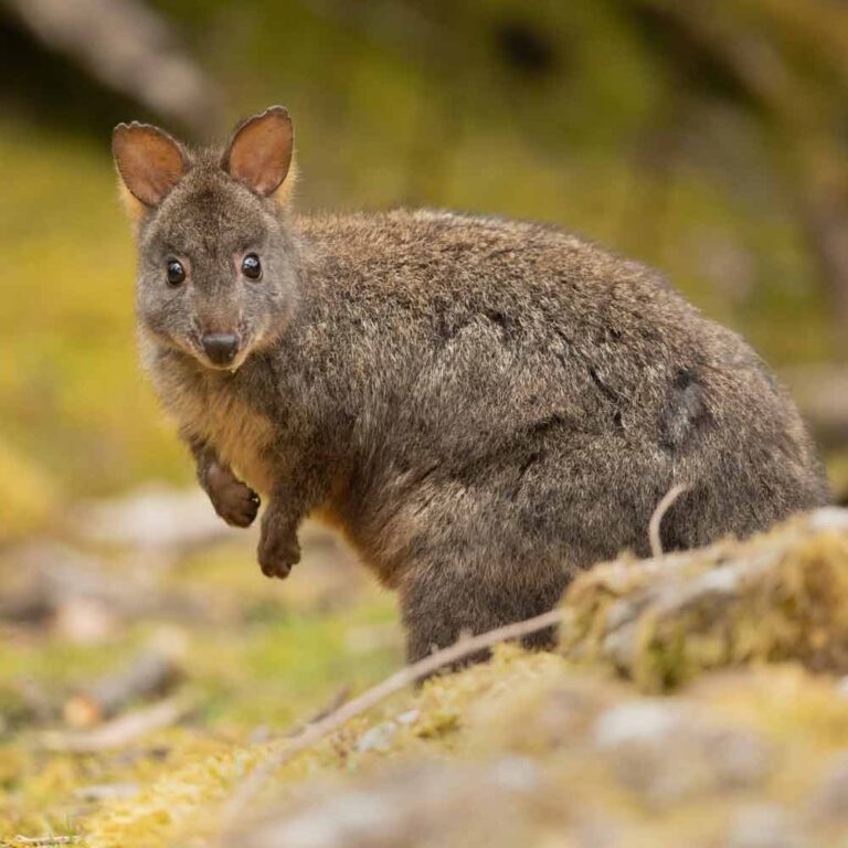 Tasmanian Pademelon Profile: Traits, Facts, Juvenile, Size - Mammal Age