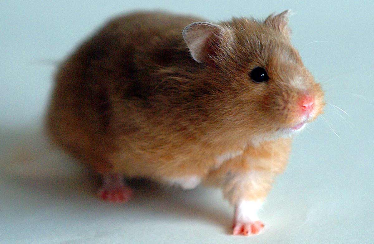 Turkish Hamster Profile: Traits, Facts, Habitat, Diet, Ecology