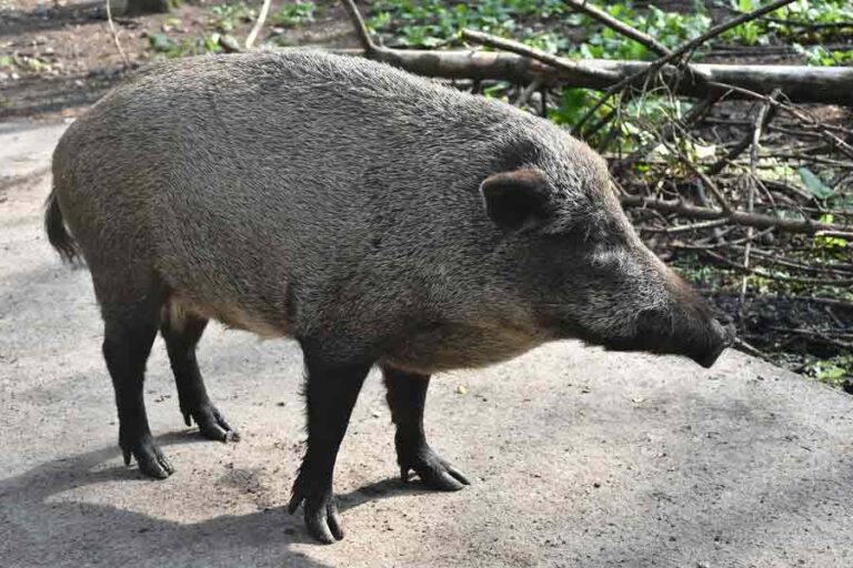 wild-boar-profile-traits-facts-range-size-attack-food-mammal-age