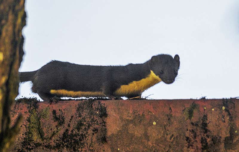 Yellow-Bellied Weasel Facts: Profile, Traits, Range, Ecology