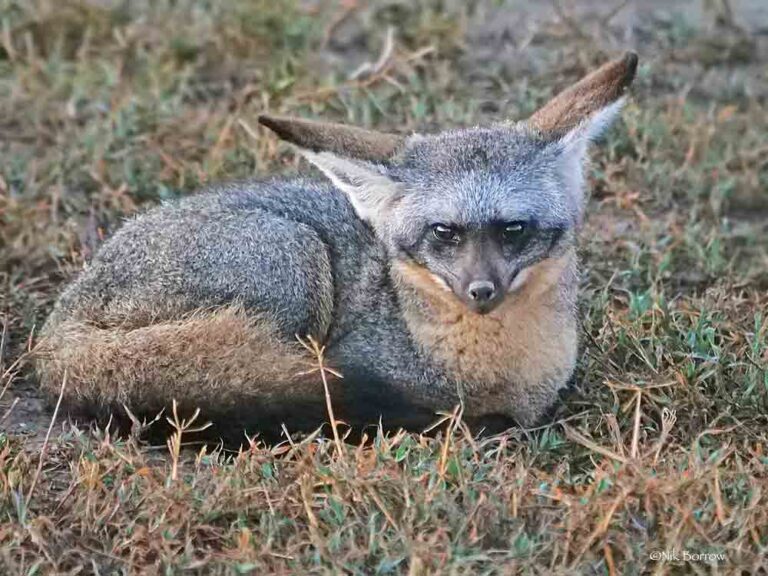 59 Bat Eared Fox Profile Facts: Traits, Diet, Teeth, More - Mammal Age