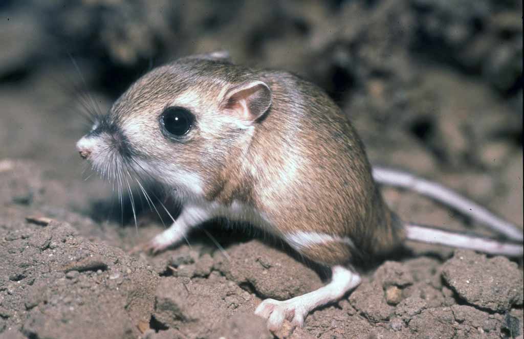 Desert Rat Kangaroo Profile: Traits, Facts, Habitat, Diet, Size