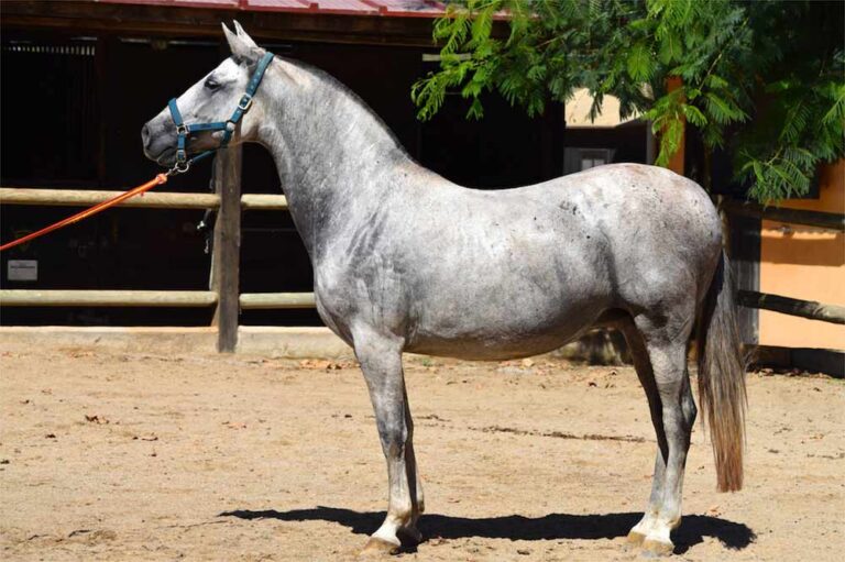 Andalusian Horse Profile Facts Origin Traits Color Care Mammal Age