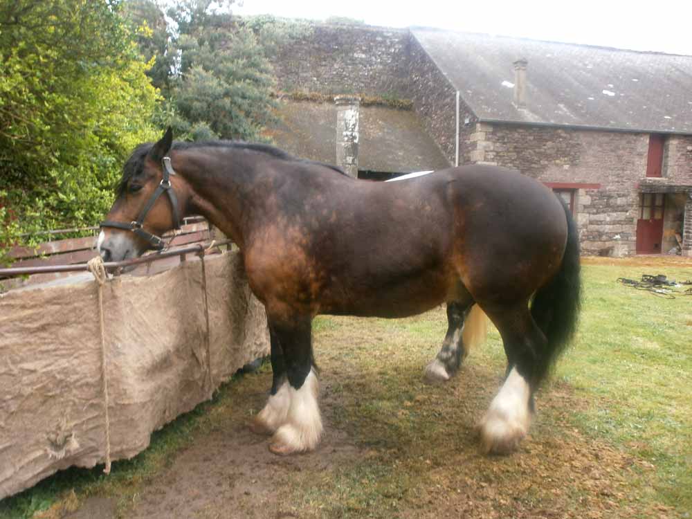 Breton Horse Breed Info & Facts
