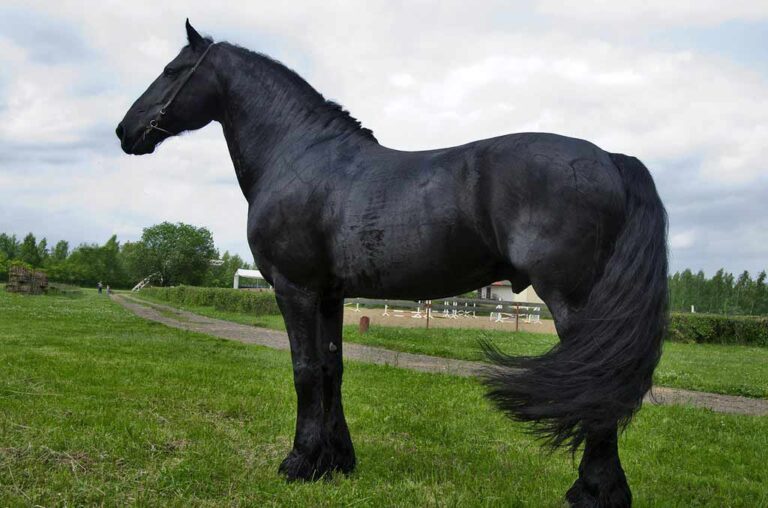 Friesian Horse Breed: Profile, Facts, Traits, Gait, Care, Groom ...