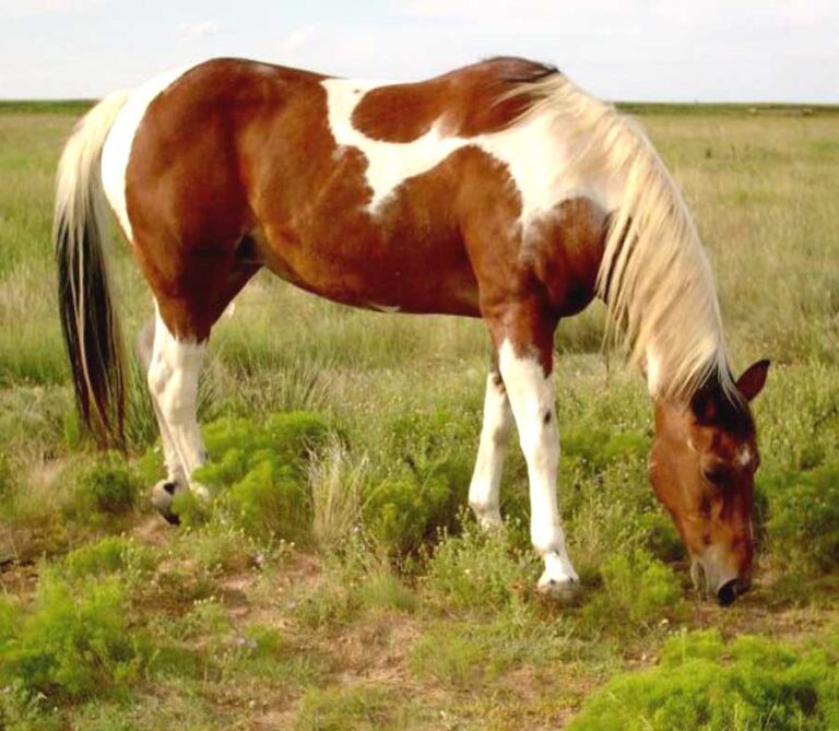 Paint Horse Breed Profile: Origin, Traits, Facts, Personality - Mammal Age