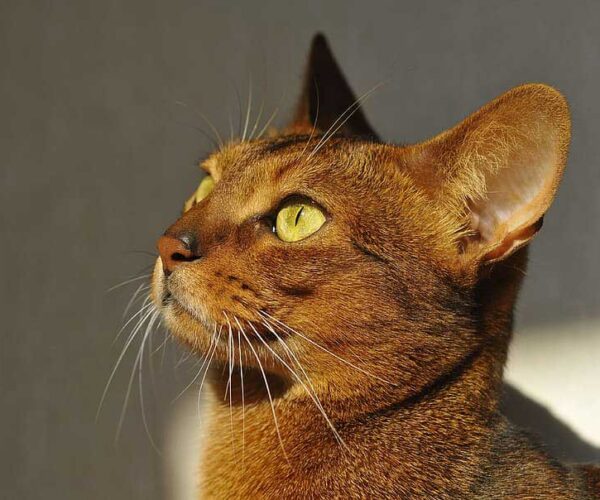 Egyptian Abyssinian Cat: Profile, Range, Traits, Facts, Behavior