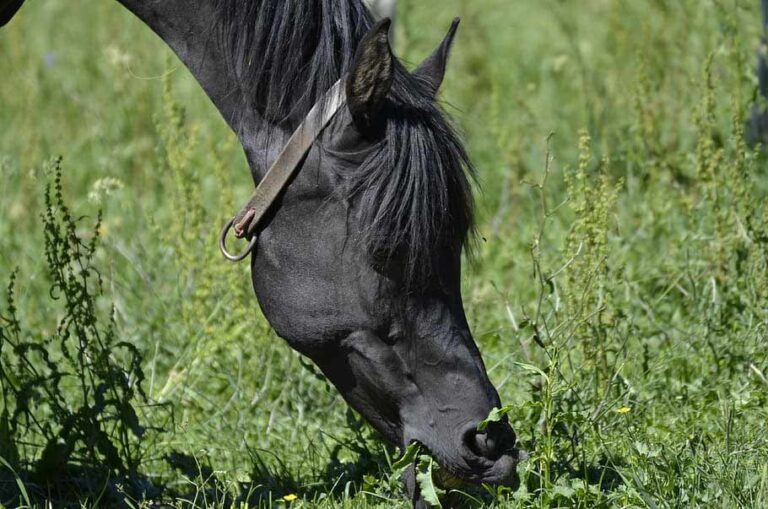 How Long Does It Take To Become An Equine Massage Therapist