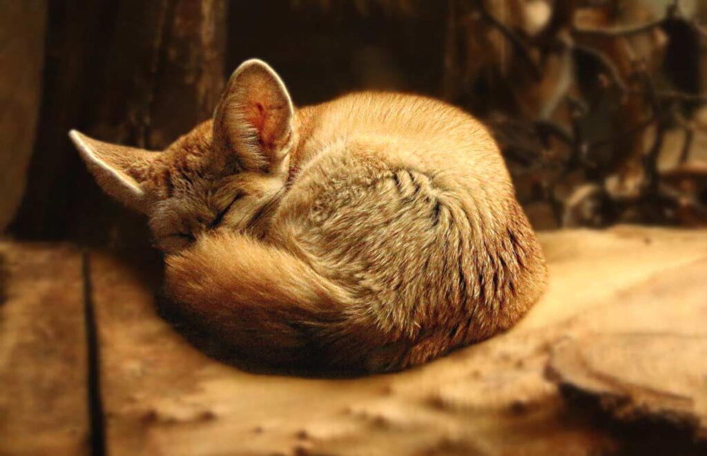 25 Fennec Fox Interesting Adaptations & Survival Facts - Mammal Age