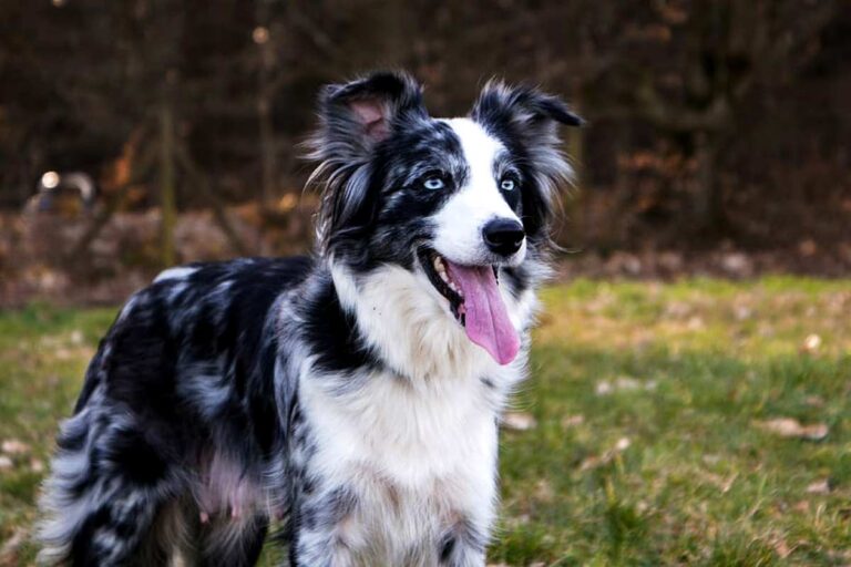 Border Collie Dog Breed Profile, Facts, Traits, Groom, Care - Mammal Age